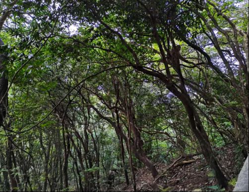 凝心聚力 勇攀高峰——記博海國濟商學院江西分院武功山登山之旅934.jpg