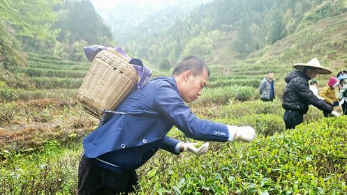 不負春光，踏青采茶——記贛州教學點總裁23班走進上猶五指峰上洞茶園434.jpg