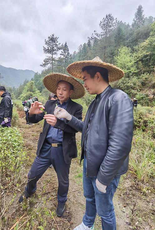 不負春光，踏青采茶——記贛州教學點總裁23班走進上猶五指峰上洞茶園435.jpg