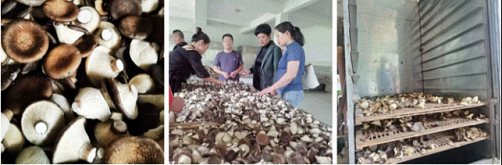 【企業走訪】——走訪農林班江西山呦峰農業科技熊輝同學606.jpg