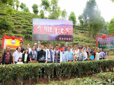 【企業走訪】——云南新商界25班白祖良同學企業——普洱宮廷茶廠茶源山春茶開采活動