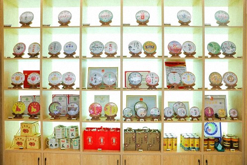 【企業走訪】——云南新商界25班白祖良同學企業——普洱宮廷茶廠茶源山春茶開采活動672.jpg